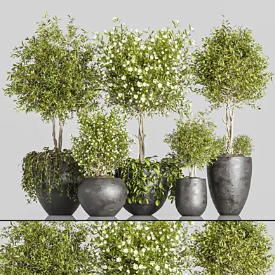 indoor plant Set 2