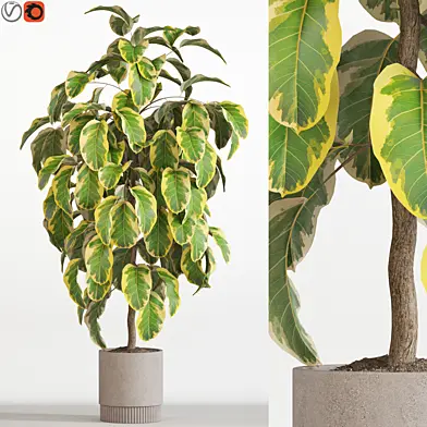 Plants collection 757