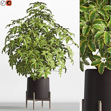 Plants collection 759