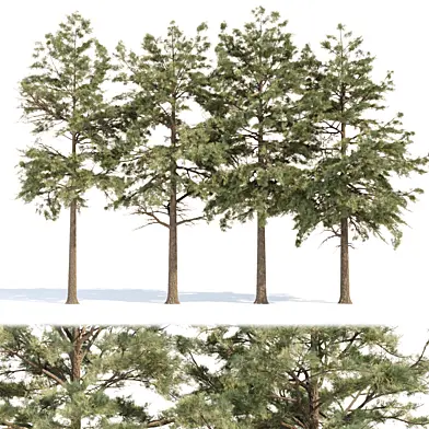 conifer trees collection vol 86