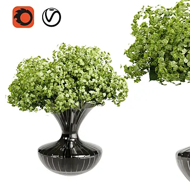 Hydrangea Plants