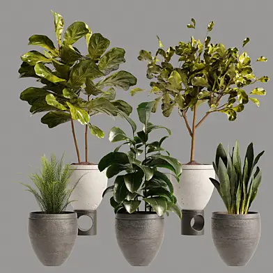 Vase Pack 16 Plants