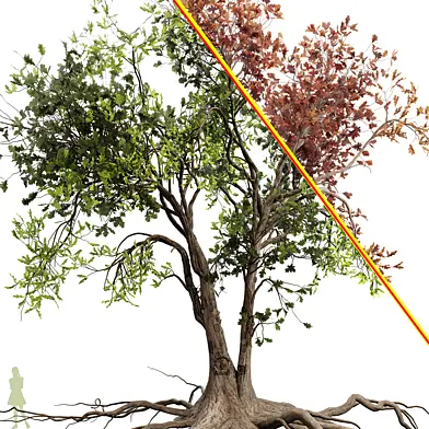 Tree 001