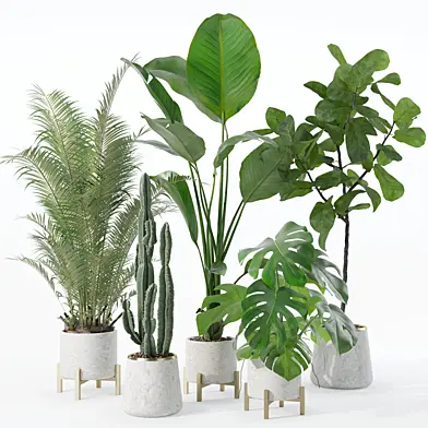 Plants collection 122