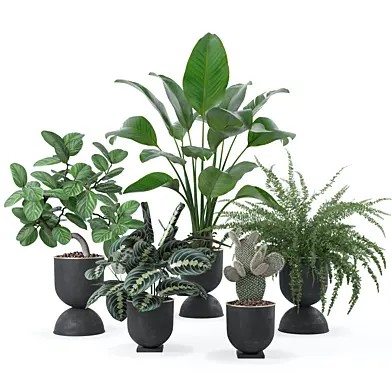 Plants collection 124