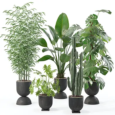 Plants collection 128