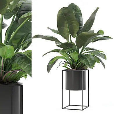 Plants collection 144 - Philodendron imperial green 04