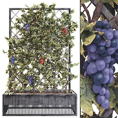 Grape Tree Flower Box 01
