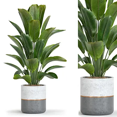 Plant Collection 53