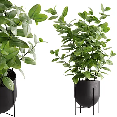 indoor plant set 38