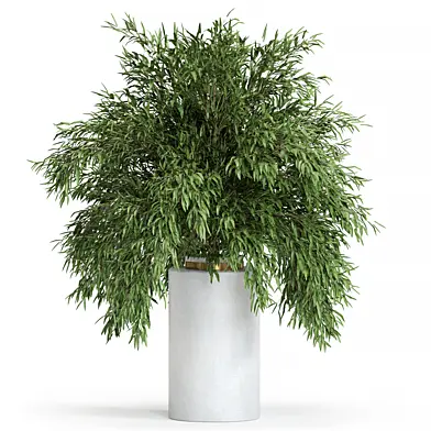 Plant Collection 69