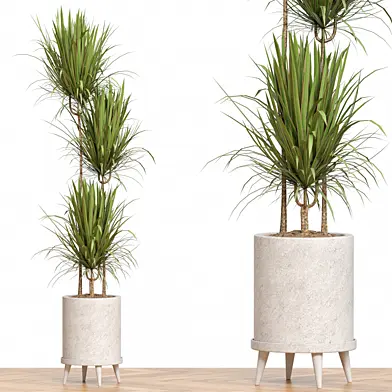 Plant Collection 80