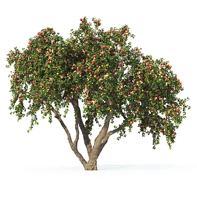 Яблоня (Apple tree)