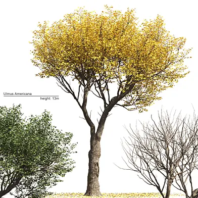 Ulmus americana set 01