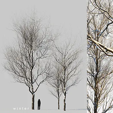 Snow covered trees