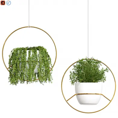 Decor Plants