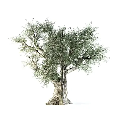 Olive Tree 02