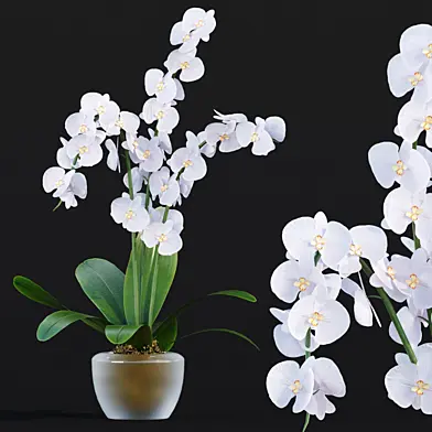 Orchid flowers vol 173