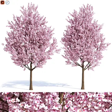 ORNAMENTAL PLUM tree 2