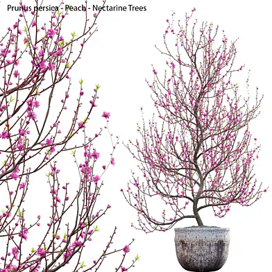 Prunus persica - Peach - Nectarine Trees - 01