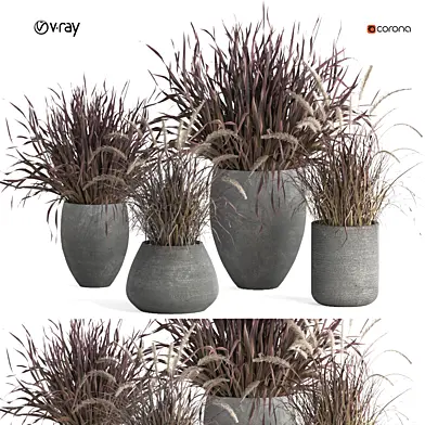 outdoor indoor plant007 Saabira charcoal