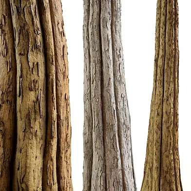 Collection Bark 03 (Seamless)