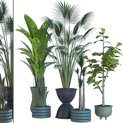 Collaction Indoor plant vol 27