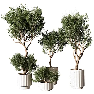Outdoor Plant 216
