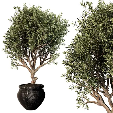 Outdoor Plant 217