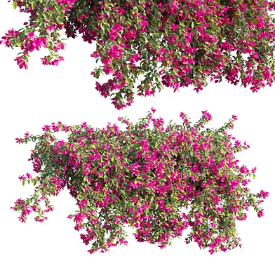 Bougainvillea plant set 69