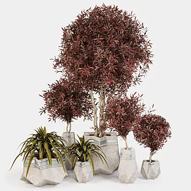 Indoor Plant Set 1