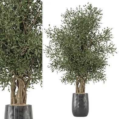 indoor Plants Collection - Set 788