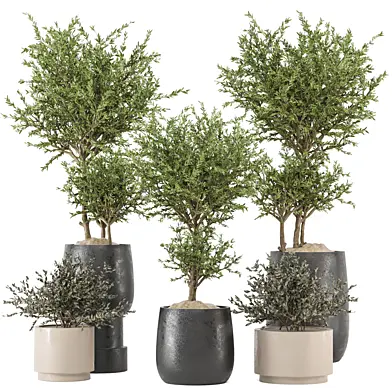 indoor Plants Collection - Set 790
