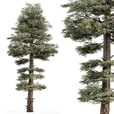 Pine Cypress - Tree Set 154