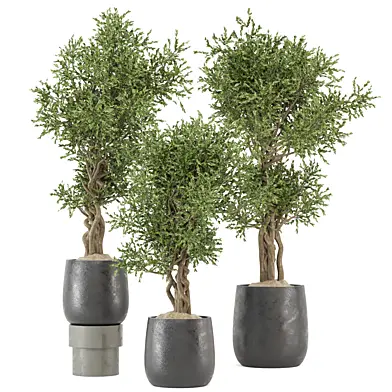 indoor Plants Collection - Set 832