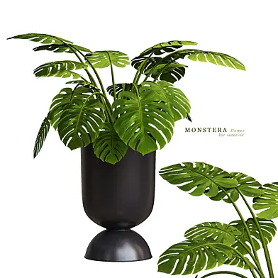 Monstera flower-6
