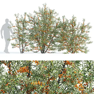 Облепиха набор кустов 2 (Hippophae rhamnoides bush set 2)