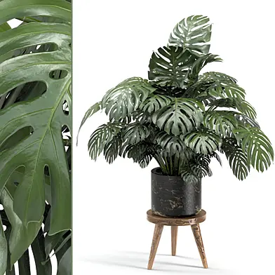 indoor plant 005
