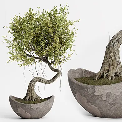 indoor plants in vase 004
