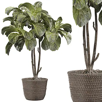 indoor Plant 316
