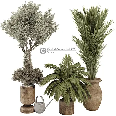 Indoor Bonsai Olive Tree and Palm in Pottery Pot 134 Corona