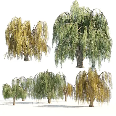 Summer and fall weeping willow trees