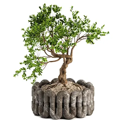 indoor plant 01