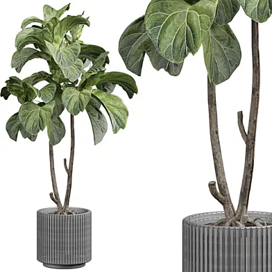 indoor Plant 369