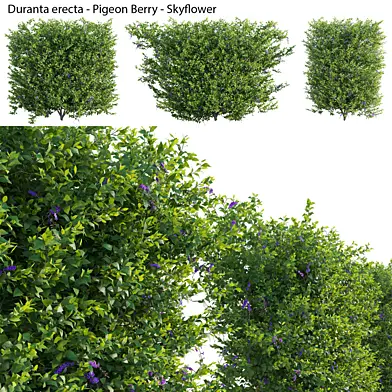 Duranta erecta - Pigeon Berry - Skyflower 03