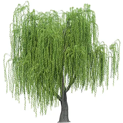 Willow Tree 03