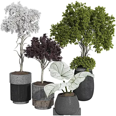 Decorative Indoor Tropical Bonsai Tree and Bush in Pot 185