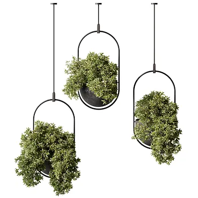 indoor Plant 557 - Hanging Plants