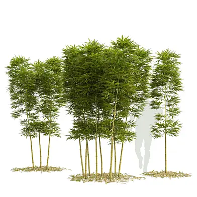 Бамбук Phyllostachys Aurea 3м