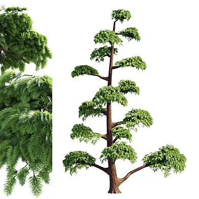 Pruned Pine | HQ | Corona | PBR